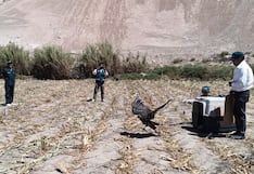 Águila mora vuelve a volar tras cinco días de recuperación en Vítor, Arequipa