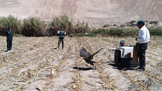 Águila mora vuelve a volar tras cinco días de recuperación en Vítor, Arequipa