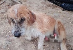 Lambayeque: piden ayuda para perrito al que le mutilaron las dos patas en Motupe