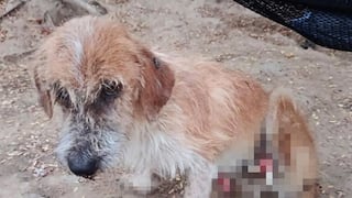 Lambayeque: piden ayuda para perrito al que le mutilaron las dos patas en Motupe