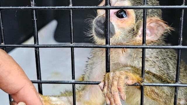 Piura: Serfor rescata a un mono ardilla que era tratado como mascota
