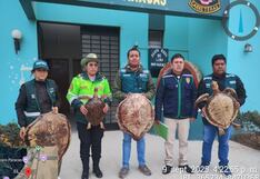 Pisco: decomisan tortugas marinas disecadas que eran exhibidas en exclusivo hotel de Paracas