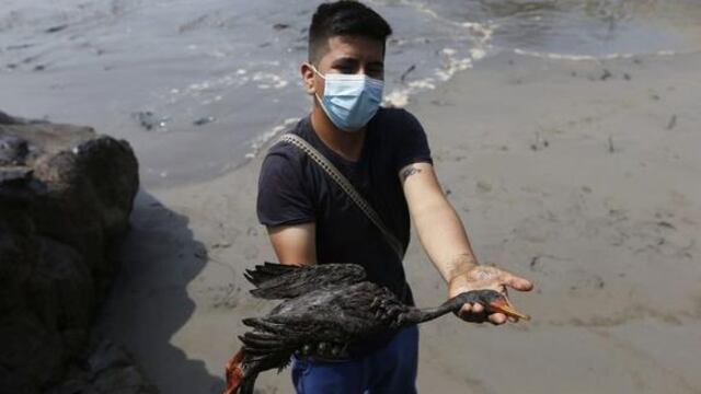 La mitad de las aves acogidas por el Parque de las Leyendas tras el derrame de petróleo murieron 