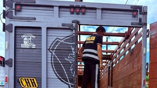 Policía interviene camión que transportaba madera oculta bajo aserrín en Codo del Pozuzo