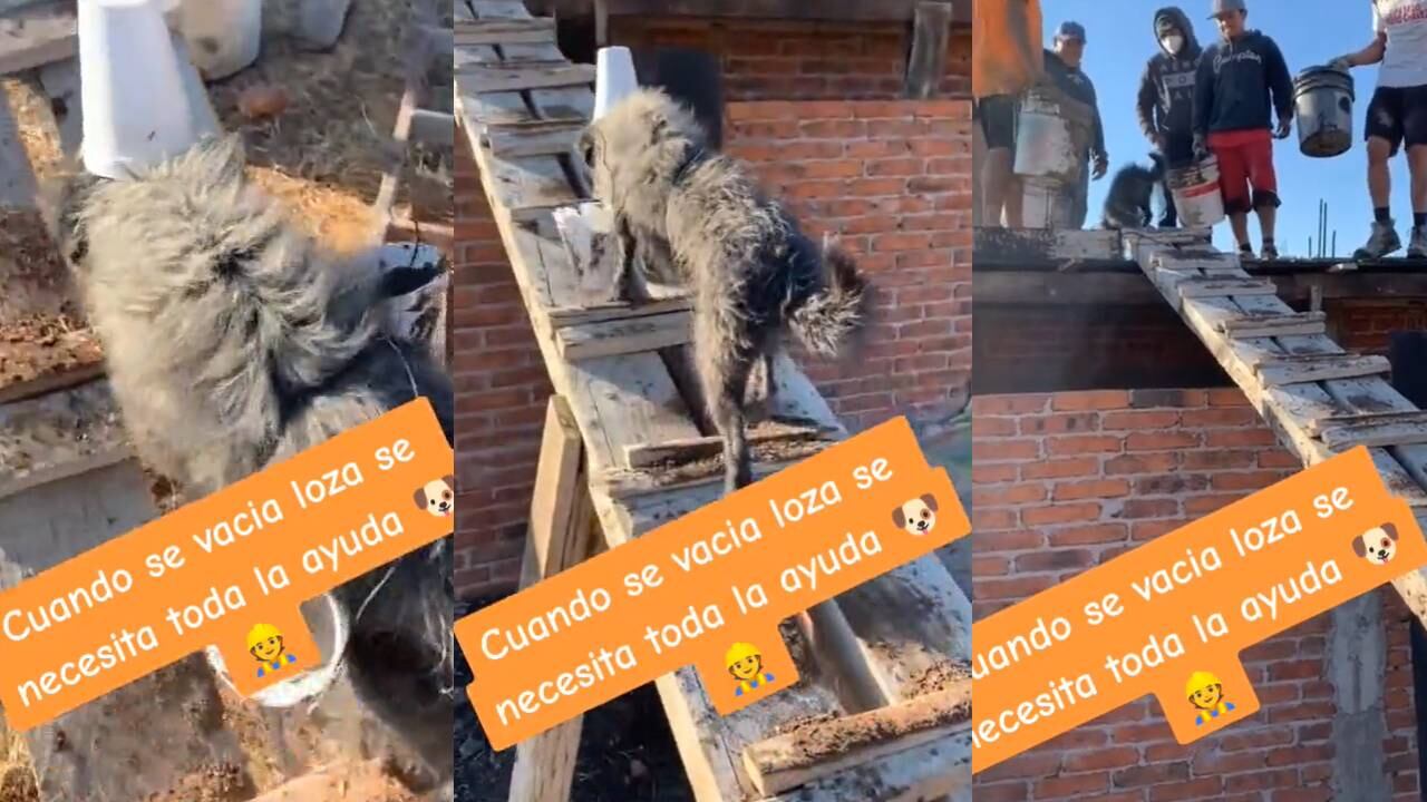 Perrito ayuda en construcción de una casa. (Foto: composición EC)