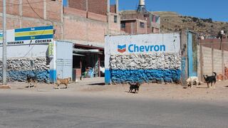 Perros callejeros se multiplican en la ciudad de Puno 