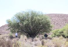 Arequipa: Buscan proteger y restaurar los últimos árboles de yaro en Yarabamba