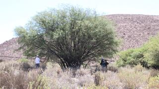Arequipa: Buscan proteger y restaurar los últimos árboles de yaro en Yarabamba