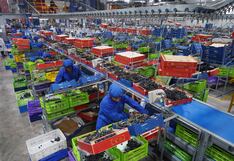 Ica impulsa récord exportador al enviar más de 41 millones de cajas de uva de mesa