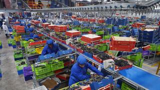 Ica impulsa récord exportador al enviar más de 41 millones de cajas de uva de mesa