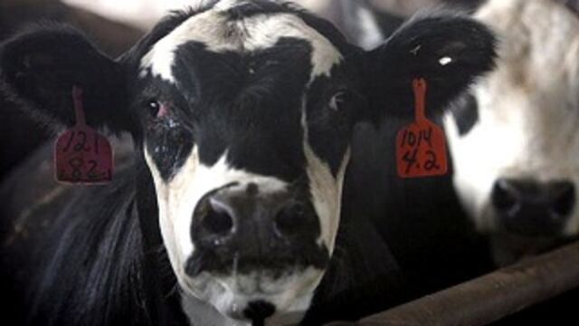 Detectan un caso de "vaca loca" en Brasil