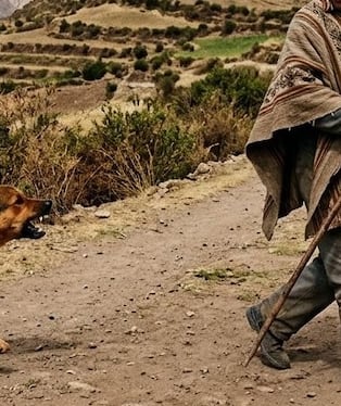 Perro es un verdadero peligro