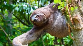 Rescatan a oso perezoso en Castillo Grande y lo reubican en su hábitat