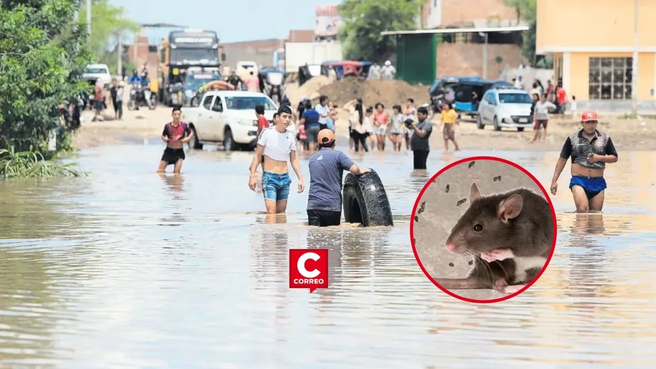Lambayeque registra 80 casos de leptospirosis en lo que va del 2026 y mantiene vigilancia sanitaria. Composición: Diario Correo.