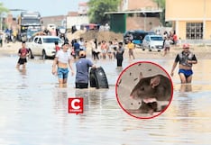 Lambayeque registra 80 casos de leptospirosis en lo que va del 2026 y mantiene vigilancia sanitaria