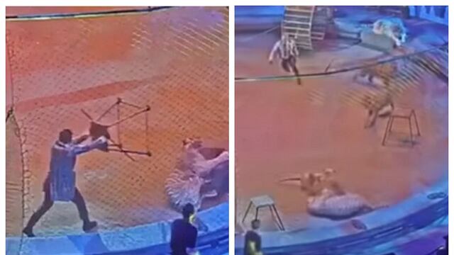 Tigre ataca a león en circo y pelea sorprende al público (VIDEO)