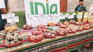 Arequipa concentra más de 2 mil variedades de papa con valor nutritivo