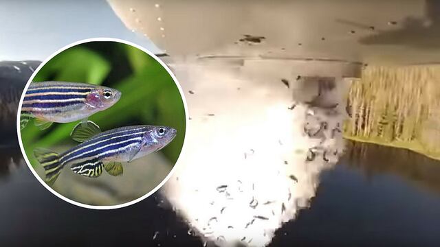 Arrojan peces desde aviones a lagos de Estados Unidos para recuperar fauna marina (VÍDEO)