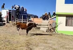 Puno: Adulto mayor muere tras ser embestido en corrida de toros