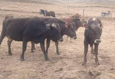 Cinco armados roban más de 100 cabezas de ovinos, vacunos y caballos en Cauri, Huánuco