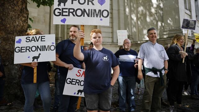 Reino Unido: marchan para impedir sacrificio de la alpaca Gerónimo