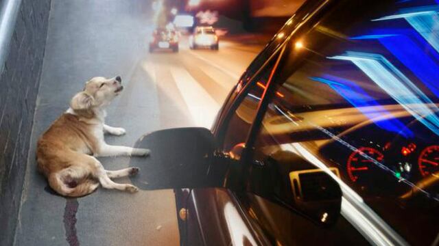 Chofer atropella a una perrita en periodo de gestación al frente de centro comercial de Huánuco y se da a la fuga (VIDEO)