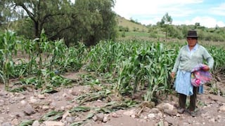 Ayacucho: Lluvias afectaron 11 mil 655 hectáreas de cultivos 