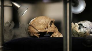 Homínidos primitivos habrían convivido con el hombre moderno en África