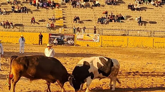 Arequipa: Con 14 peleas de toros celebran el 228 aniversario de Socabaya (FOTOS)
