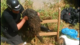 Serena rescata a perrito que cayó a un agujero (VIDEO)