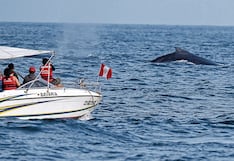 Inicia temporada de avistamiento de ballenas en Piura