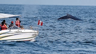 Inicia temporada de avistamiento de ballenas en Piura