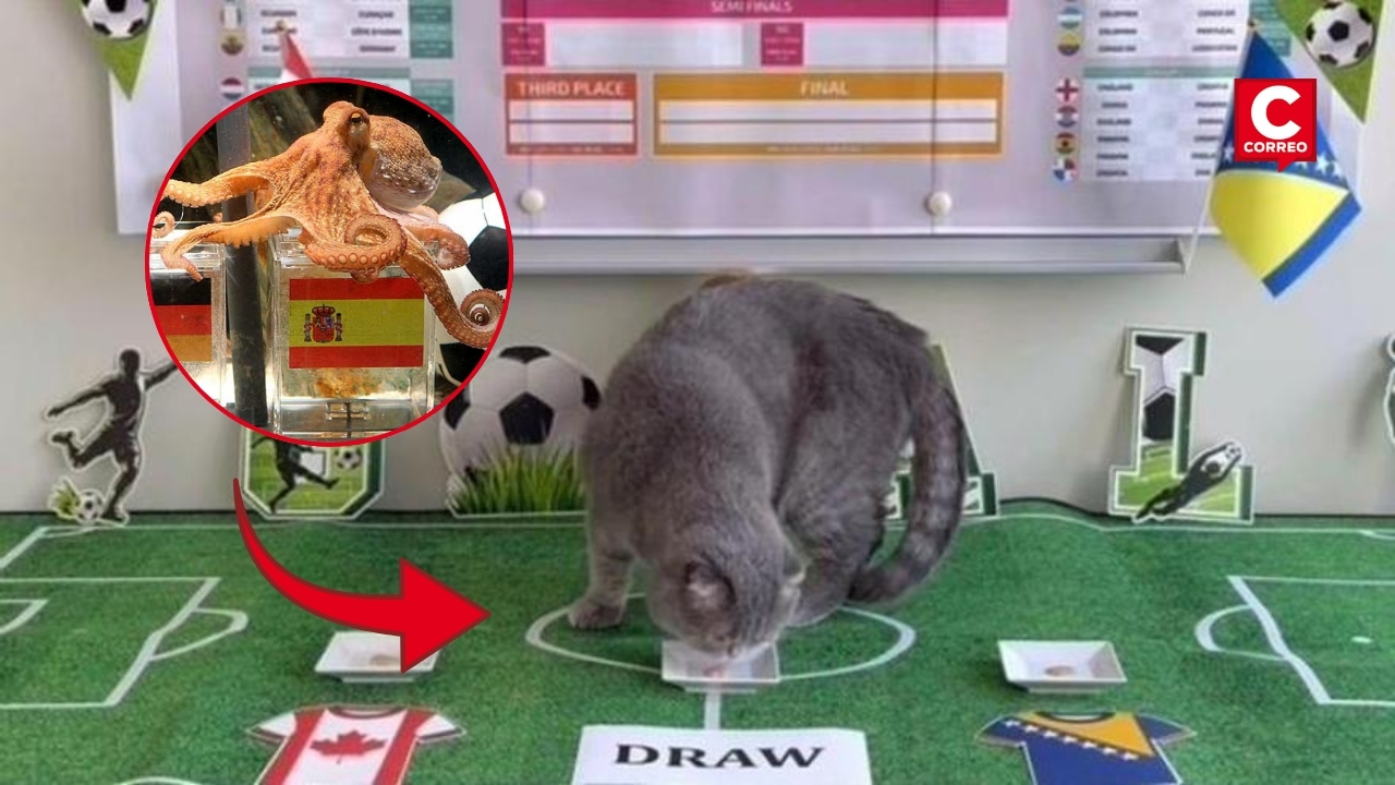 ¿El sucesor del pulpo Paul? Gato del primer ministro belga predice resultados del Mundial 2026. Composición: Diario Correo.