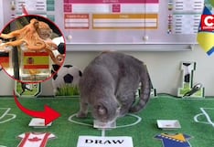 ¿El sucesor del pulpo Paul? Gato del primer ministro belga predice resultados del Mundial 2026