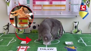 ¿El sucesor del pulpo Paul? Gato del primer ministro belga predice resultados del Mundial 2026