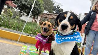 Convet Fest 2025: Parque de la Exposición será sede del mayor festival gratuito para mascotas en Perú