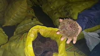 Depredación de erizo en costas de Islay -  Matarani