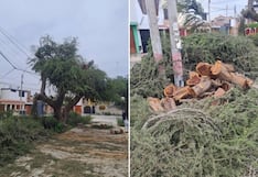 Ica: vecinos denuncian tala indiscriminada de histórico huarango en la Urb. Santo Domingo de Guzmán