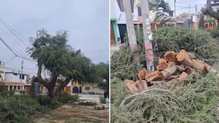 Ica: vecinos denuncian tala indiscriminada de histórico huarango en la Urb. Santo Domingo de Guzmán