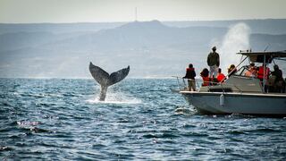 Piura: Organizan foro de turismo para fortalecer la práctica del avistamiento de fauna marina