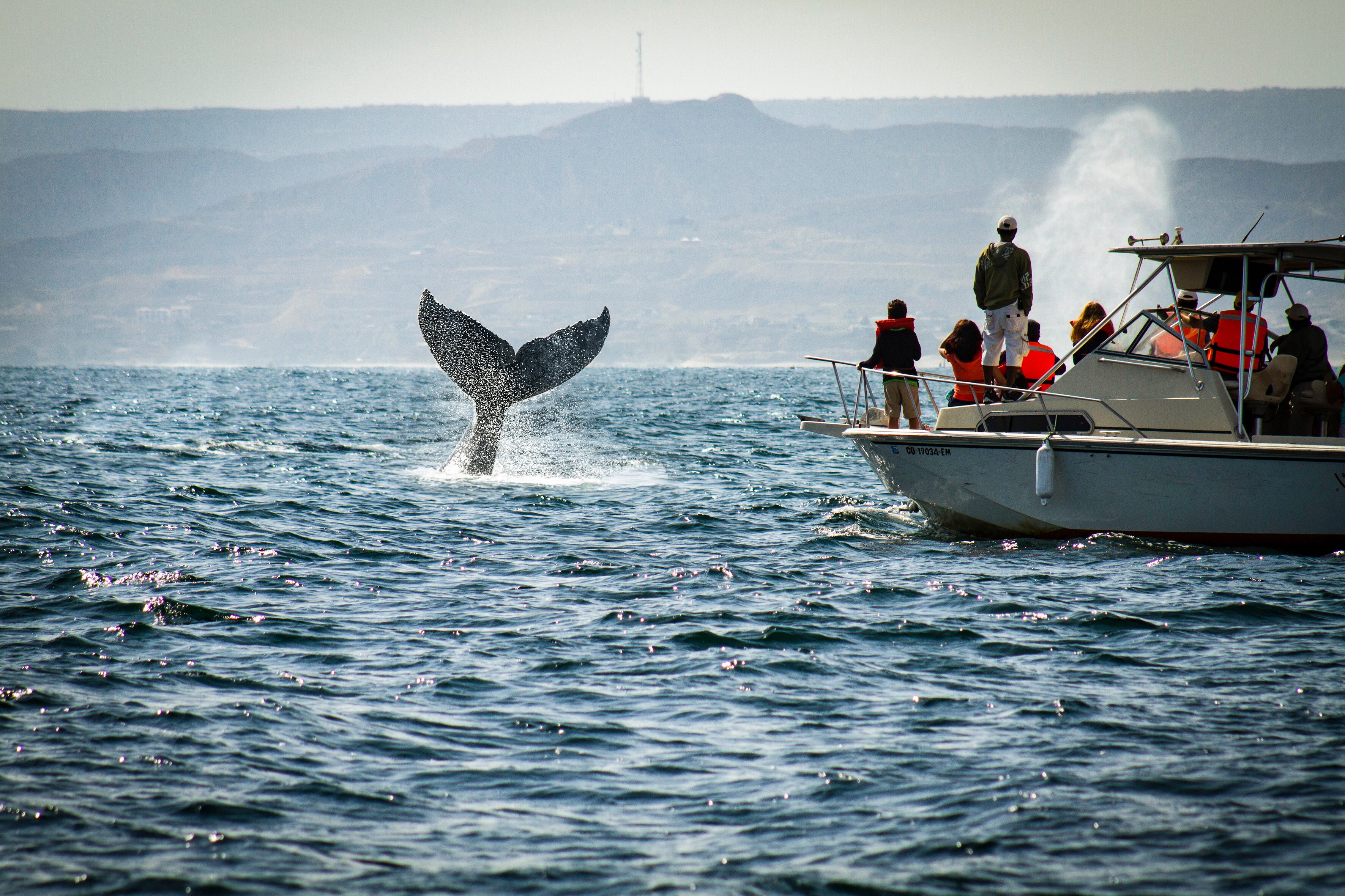 Yate con turistas en recorrido de avistamiento de ballenas jorobadas en Los Órganos
