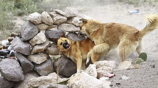 81 casos de rabia canina y municipios sin planes para combatirlo