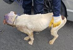 Sacrifican a perrito que agonizaba amarrado a un árbol en Cayma