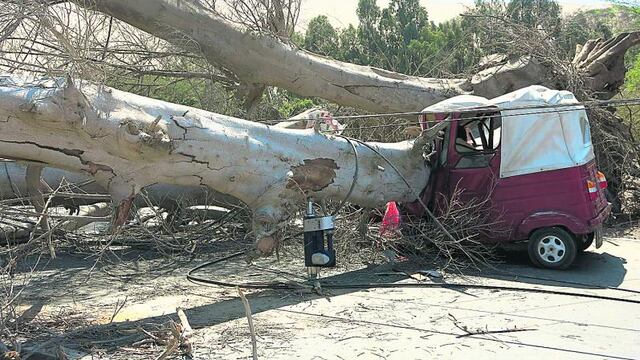 Ica: Viejo árbol se tumba y mata a mototaxista