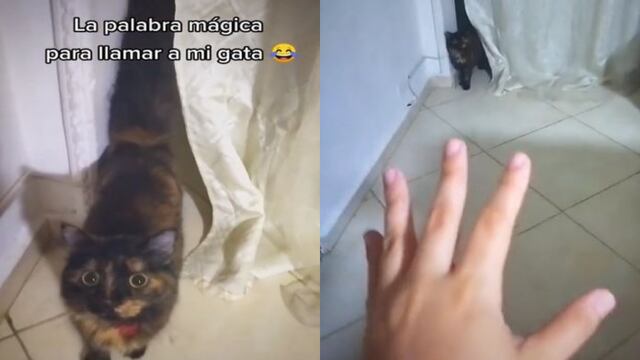 Gatita reacciona cuando su dueña la “estafa” con promesa de pollo