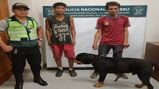 La Libertad: Extranjeros ingresan a una casa y roban un enorme perro Rottweiler 