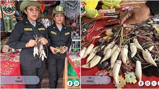 Pisco: incautan colmillos de lobo marino que eran vendidos como artesanía en Paracas