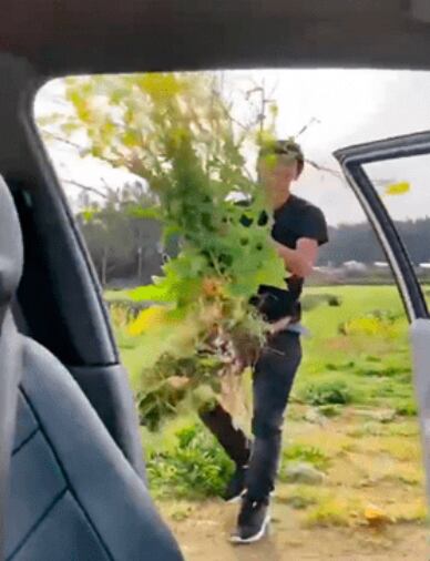 Flores amarillas y los memes más locos en la Internet. (Foto: Google)