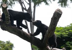 Piura: Serfor invoca a pobladores de Huancabamba y Ayabaca a proteger la fauna silvestre