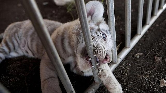 ​Nacen tres tigres de bengala en circo que recorre Nicaragua
